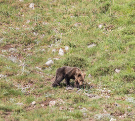 brown bear in Asturian lands, descending the mountain in search of food