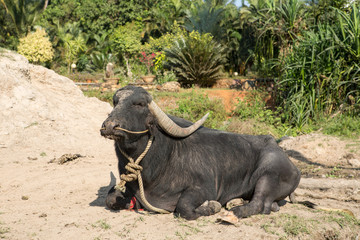 big black cow lying on the ground