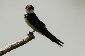 Hirondelle à gorge blanche,.Hirundo albigularis, White throated Swallow © JAG IMAGES