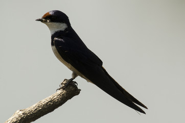 Hirondelle à gorge blanche,.Hirundo albigularis, White throated Swallow © JAG IMAGES