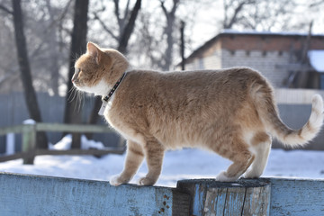 light red house cat is important walks on the fence in the background of the winter courtyard
