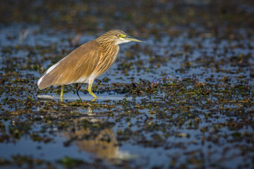 Squacco Heron
