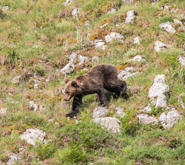 brown bear in Asturian lands, descending the mountain in search of food
