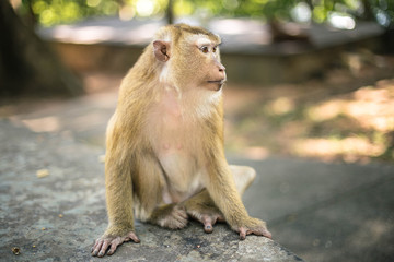 Relaxed monkey seats on the street in the part. Thailand, Phuket, Monkey hill.