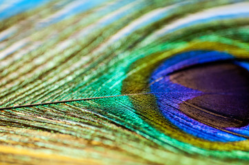 Obraz premium Pfauenfeder 