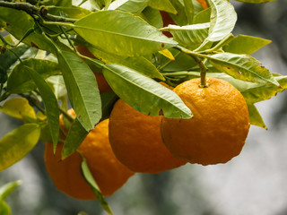  Citrus fruits