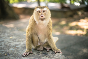Monkey in the park. Thailand, Phuket, Monkey hill.