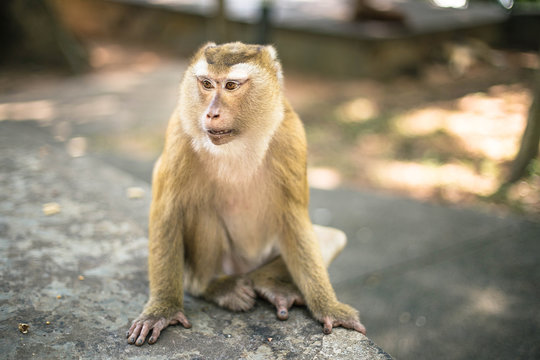 Wild monkey in the park. Thailand, Phuket, Monkey hill.