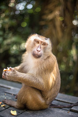 Fluffy monkey eats longan and looks in the camera. Thailand, Phuket, Monkey Hill