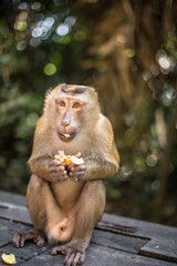 Cute monkey eats longan and looks in the camera. Thailand, Phuket, Monkey Hill