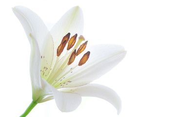 bunte Blumen colourful flowers © Michael