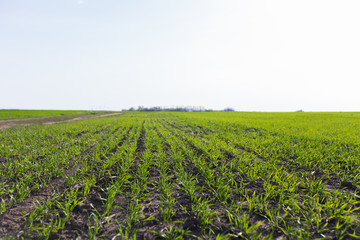 Fototapeta na wymiar Young wheat crop in a field