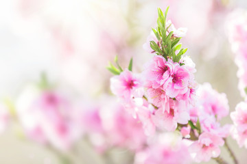 Pink tree flowers, spring blossom