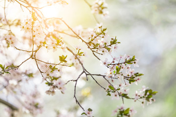 Spring tree with white flowers
