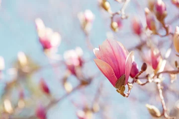 Photo sur Plexiglas Magnolia Magnolia plein de fleurs