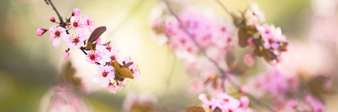 Pink tree flowers, spring blossom