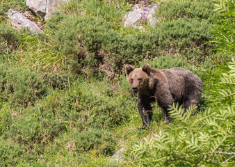 Obraz na płótnie Canvas brown bear in Asturian lands, descending the mountain in search of food