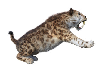 3D Rendering Sabertooth Tiger on White