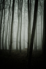 Fototapeta premium Bäume im Nebel