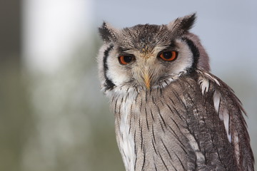 Portrait einer afrikanischen  Weißgesichteule