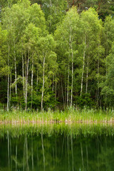 Birch trees on the bank of a lake