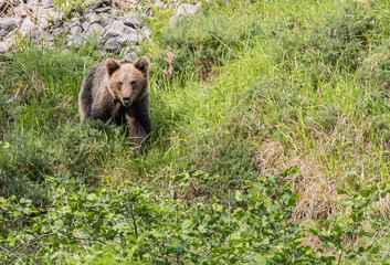 brown bear in Asturian lands, descending the mountain in search of food