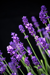 Purple lavender at an angle against black background