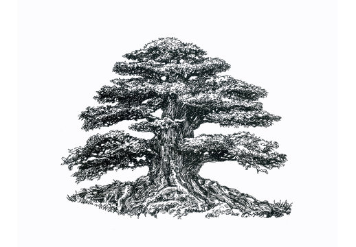 The tree of life. A hand-drawn ballpoint pen.