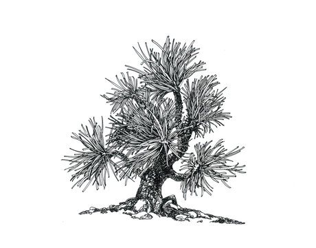 A small pine bonsai.