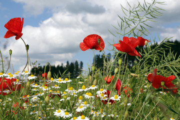 Mohnblumen am Stra&szlig;enrand