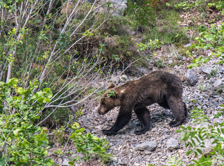 Fototapeta na wymiar brown bear in Asturian lands, descending the mountain in search of food