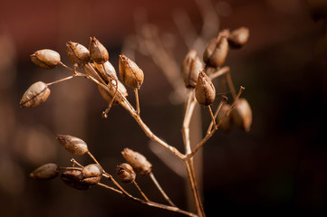 Tabakpflanze nach der Bl&uuml;te