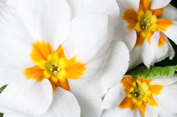 Obraz na płótnie Canvas Primrose Primula flowers