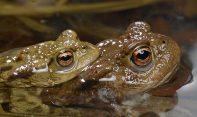 Erdkröten-Pärchen im Teich (Bufo bufo) Common Toad