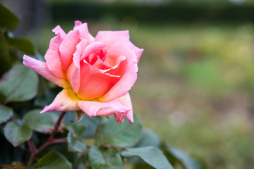 Pink Rose in the Garden