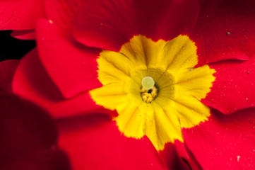 Primrose Primula flowers