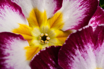 Primrose Primula flowers