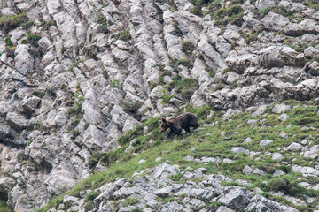 brown bear in Asturian lands, descending the mountain in search of food