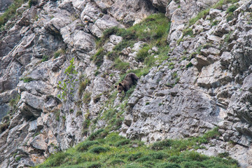 brown bear in Asturian lands, descending the mountain in search of food