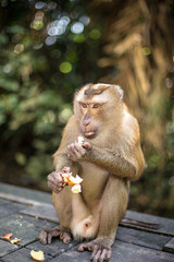 Cute monkey is eating longan on the street. Thailand, Phuket, Monkey Hill
