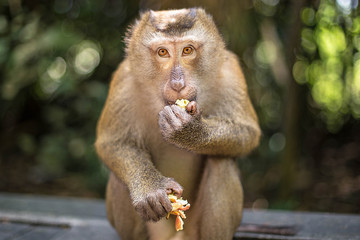 Cute monkey eats fruit in the park. Thailand, Phuket, Monkey Hill