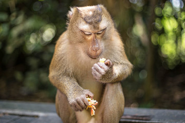 Cute monkey is eating fruit. Thailand, Phuket, Monkey Hill