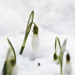 Snowdrop flower in snow