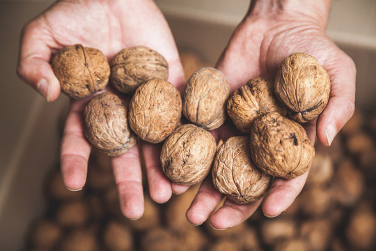 Large walnuts lie on palms of man