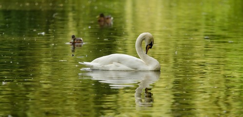 Naklejka premium Schwan auf einem Teich 