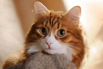 Fototapeta na wymiar looking red cat