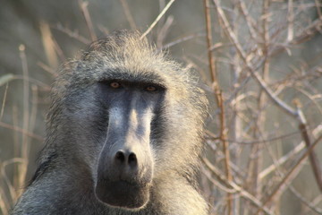 babbuino africa animale fauna natura mammifero