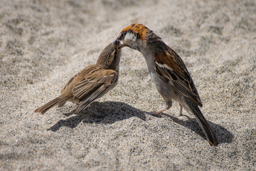 Male iago sparrow feeding a young chick on the beach of Boa Vista, Cape Verde