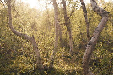abstract birch  forest