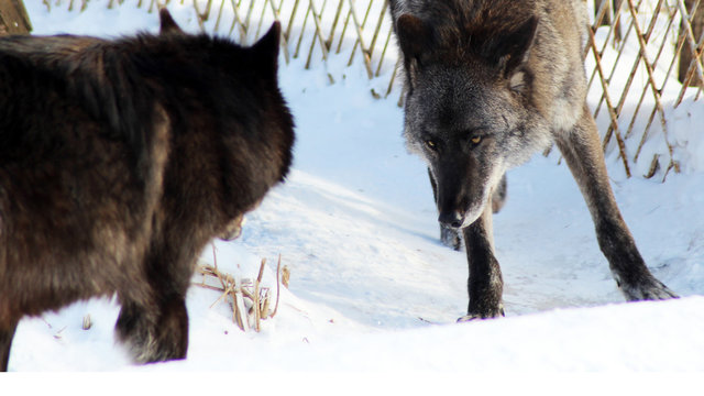 Black wolf Canis lupus walking in the winter snow